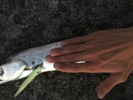 渋い中なんとか太刀魚